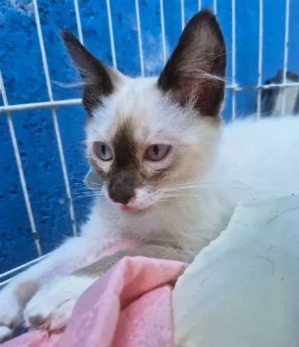 Gato raça SRD-ViraLata idade 2 a 6 meses nome TEOZINHO MIX