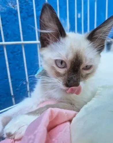 Gato raça SRD-ViraLata idade 2 a 6 meses nome TEOZINHO MIX