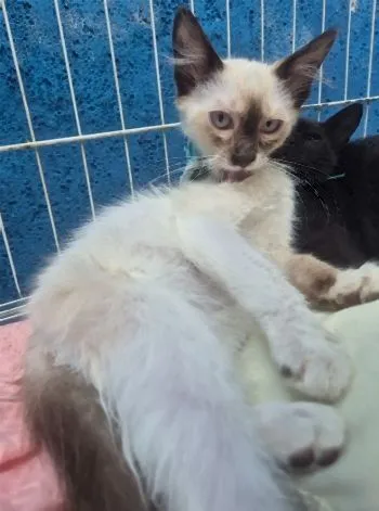 Gato raça SRD-ViraLata idade 2 a 6 meses nome TEOZINHO MIX