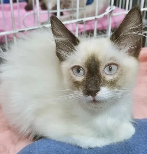 Gato raça SRD-ViraLata idade 2 a 6 meses nome TEOZINHO MIX