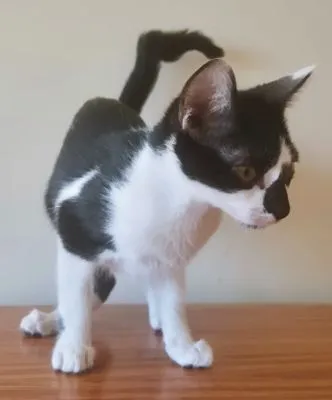 Gato raça SRD-ViraLata idade 2 a 6 meses nome CLAUDIA FRAJOLA