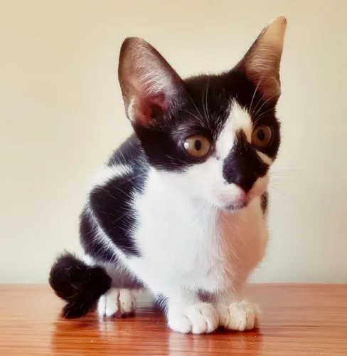 Gato raça SRD-ViraLata idade 2 a 6 meses nome CLAUDIA FRAJOLA