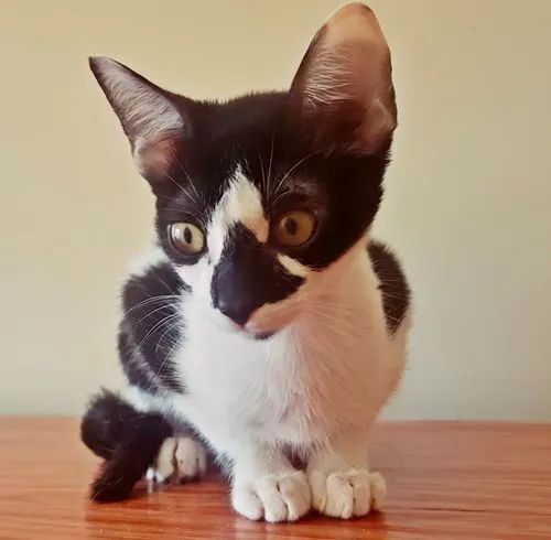 Gato raça SRD-ViraLata idade 2 a 6 meses nome CLAUDIA FRAJOLA