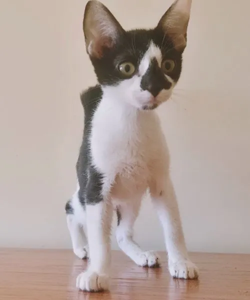 Gato raça SRD-ViraLata idade 2 a 6 meses nome CLAUDIA FRAJOLA