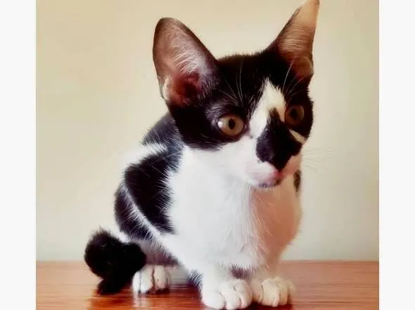 Gato raça SRD-ViraLata idade 2 a 6 meses nome CLAUDIA FRAJOLA