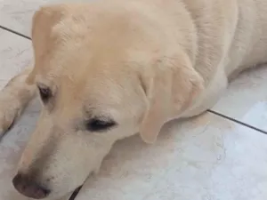 Cachorro raça Labrador idade 3 anos nome Max