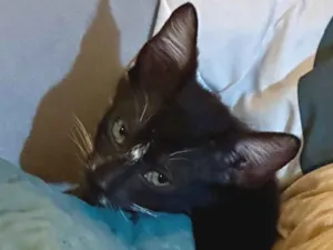 Gato raça SRD-ViraLata idade 2 a 6 meses nome Ainda não tem 