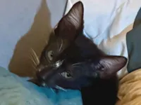 Gato raça SRD-ViraLata idade 2 a 6 meses nome Ainda não tem 