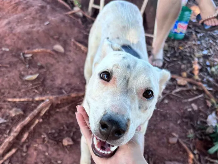 Cachorro raça SRD-ViraLata idade 1 ano nome Branquela