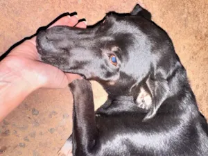 Cachorro raça SRD-ViraLata idade 2 anos nome Pretinha 
