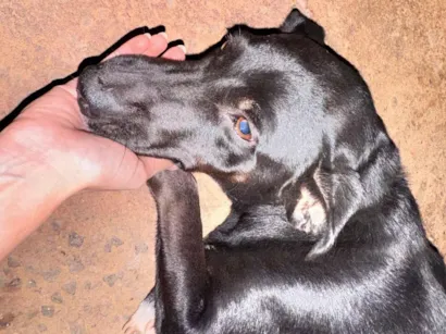 Cachorro raça SRD-ViraLata idade 2 anos nome Pretinha 
