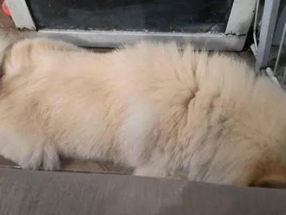 Cachorro raça Chow Chow idade 3 anos nome Thor