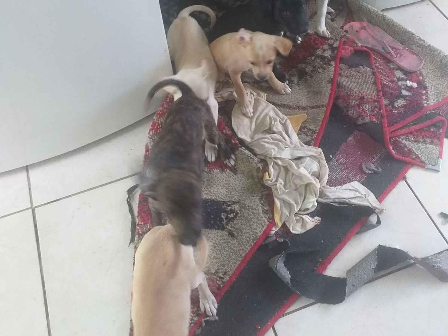 Cachorro raça SRD-ViraLata idade Abaixo de 2 meses nome Branquinho