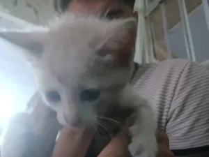 Gato raça SRD-ViraLata idade 2 a 6 meses nome Blanca