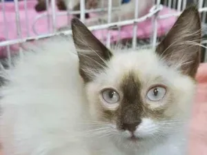 Gato raça SRD-ViraLata idade 2 a 6 meses nome TEOZINHO MIX