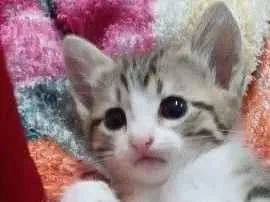 Gato raça SRD-ViraLata idade 2 a 6 meses nome Sem nome 