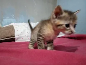 Gato raça SRD-ViraLata idade 2 a 6 meses nome Sem nomes