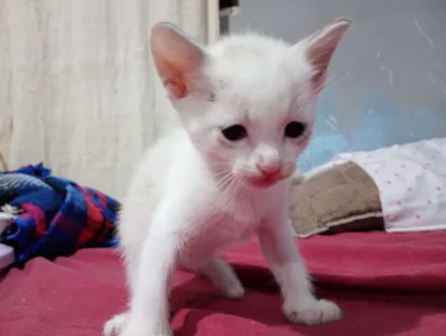 Gato raça SRD-ViraLata idade 2 a 6 meses nome Sem nome 