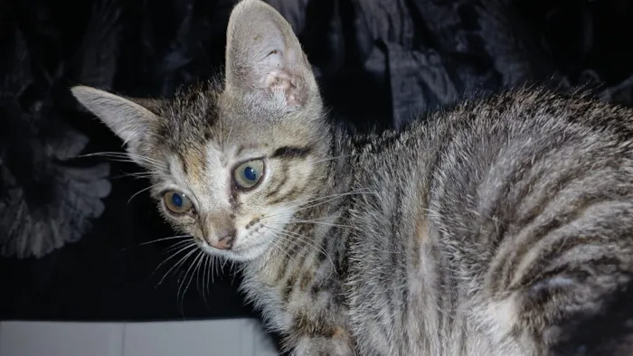 Gato raça SRD-ViraLata idade Abaixo de 2 meses nome Fefê