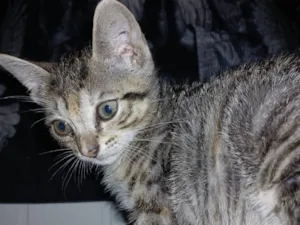 Gato raça SRD-ViraLata idade Abaixo de 2 meses nome Fefê