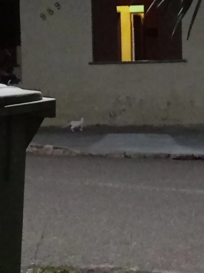 Gato raça SRD-ViraLata idade 2 a 6 meses nome Kelly