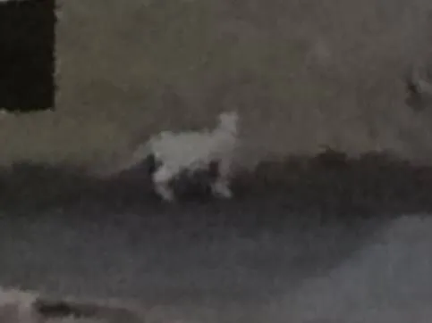 Gato raça SRD-ViraLata idade 2 a 6 meses nome Kelly