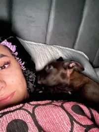 Cachorro raça SRD-ViraLata idade 2 a 6 meses nome Liza