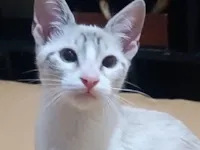 Gato raça SRD-ViraLata idade 2 a 6 meses nome Mingau 