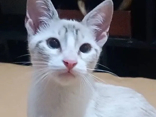 Gato raça SRD-ViraLata idade 2 a 6 meses nome Mingau 