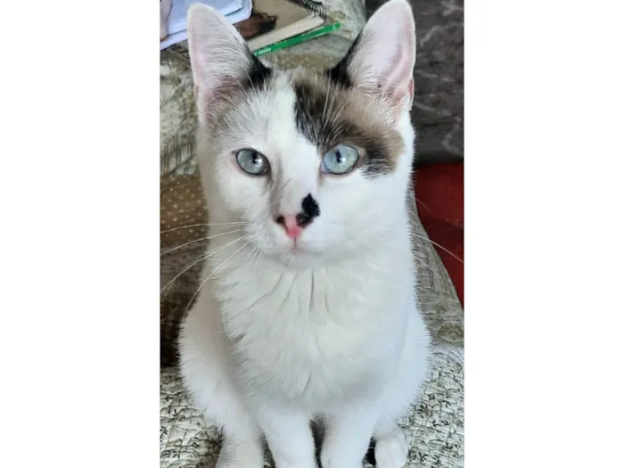 Gato raça SRD-ViraLata idade 7 a 11 meses nome Juliano