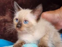 Gato raça SRD-ViraLata idade 2 a 6 meses nome Jupiter