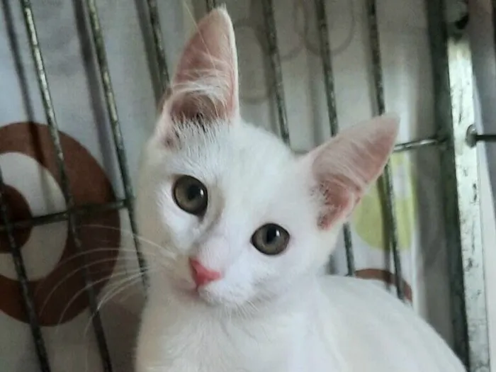 Gato raça SRD-ViraLata idade 2 a 6 meses nome Olga 