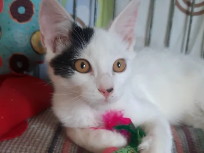 Gato raça SRD-ViraLata idade 2 a 6 meses nome Otávio 