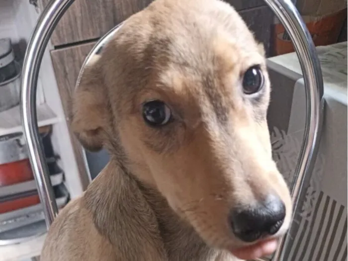 Cachorro raça SRD-ViraLata idade 2 a 6 meses nome Bobi 