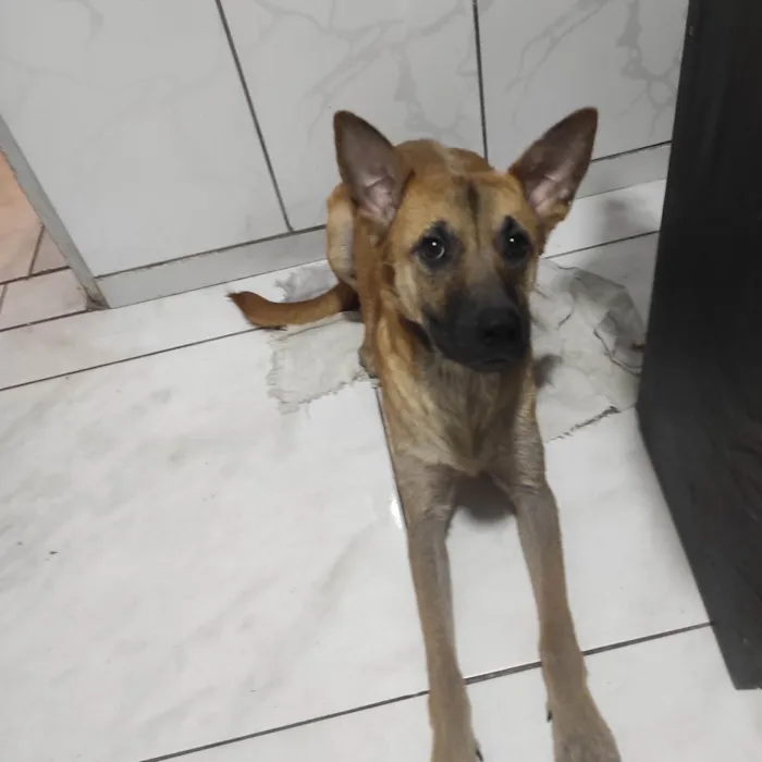 Cachorro raça Pastor Alemão idade 2 a 6 meses nome Paçoca