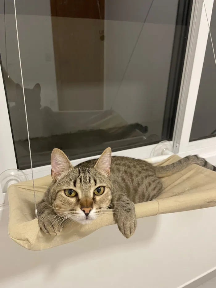 Gato raça SRD-ViraLata idade 7 a 11 meses nome Joaquim 