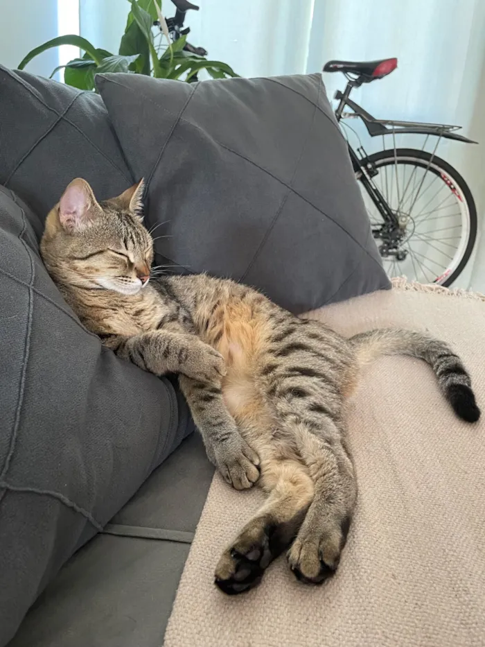 Gato raça SRD-ViraLata idade 7 a 11 meses nome Joaquim 