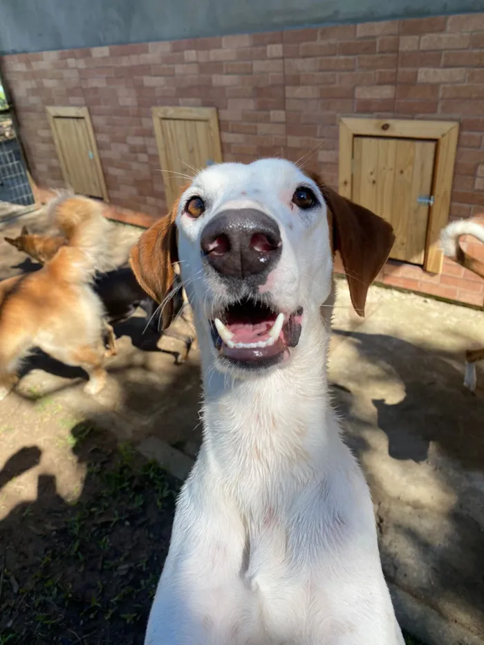 Cachorro raça SRD-ViraLata idade 1 ano nome Fergie