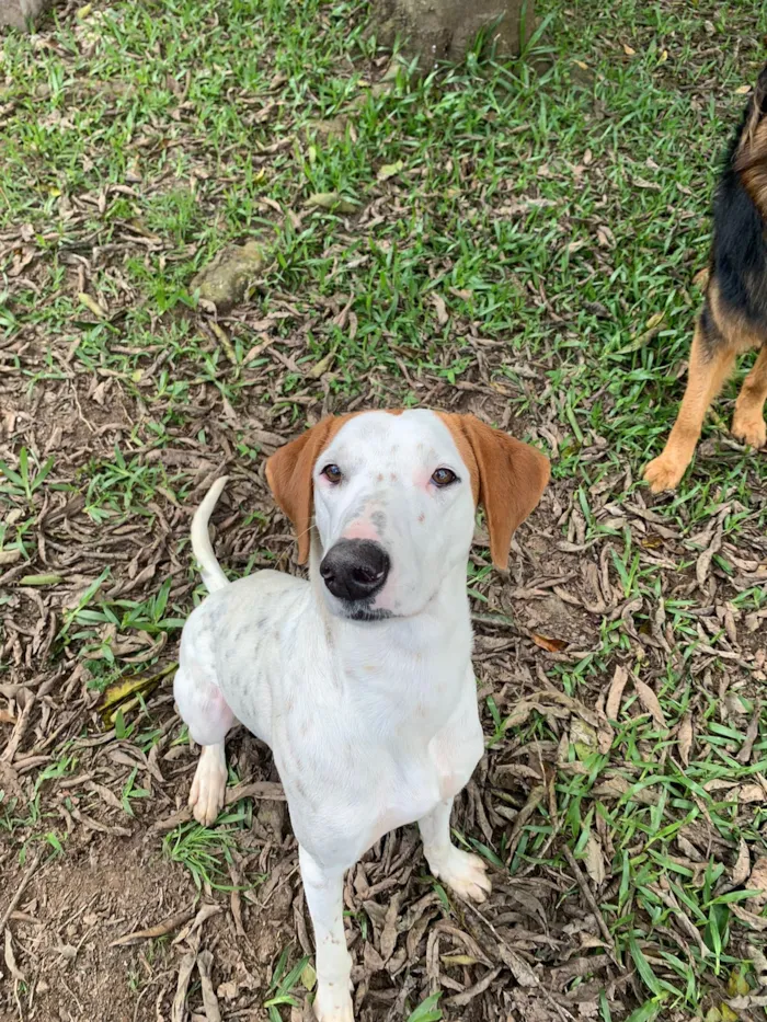 Cachorro raça SRD-ViraLata idade 1 ano nome Fergie