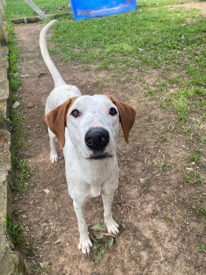 Cachorro raça SRD-ViraLata idade 1 ano nome Fergie