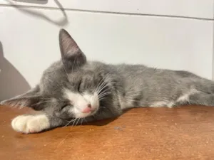Gato raça SRD-ViraLata idade 2 a 6 meses nome Gray 