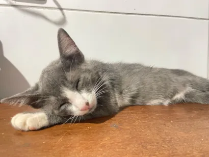 Gato raça SRD-ViraLata idade 2 a 6 meses nome Gray 