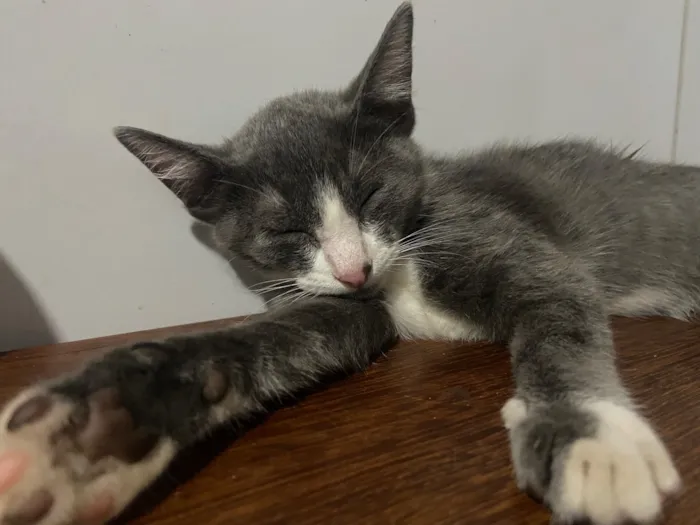 Gato raça SRD-ViraLata idade 2 a 6 meses nome Gray 