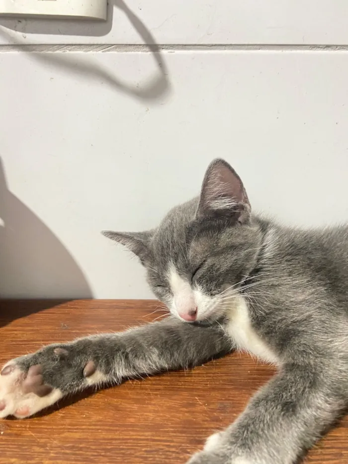Gato raça SRD-ViraLata idade 2 a 6 meses nome Gray 