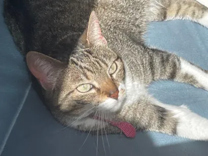 Gato raça SRD-ViraLata idade 6 ou mais anos nome Francisca 