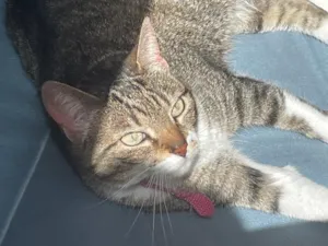 Gato raça SRD-ViraLata idade 6 ou mais anos nome Francisca 