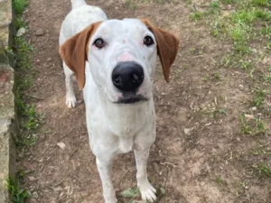 Cachorro raça SRD-ViraLata idade 1 ano nome Fergie