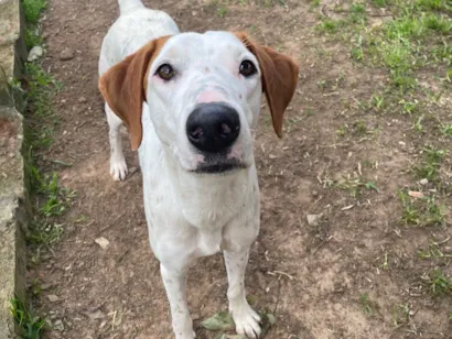 Cachorro raça SRD-ViraLata idade 1 ano nome Fergie