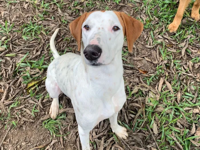 Cachorro raça SRD-ViraLata idade 1 ano nome Fergie