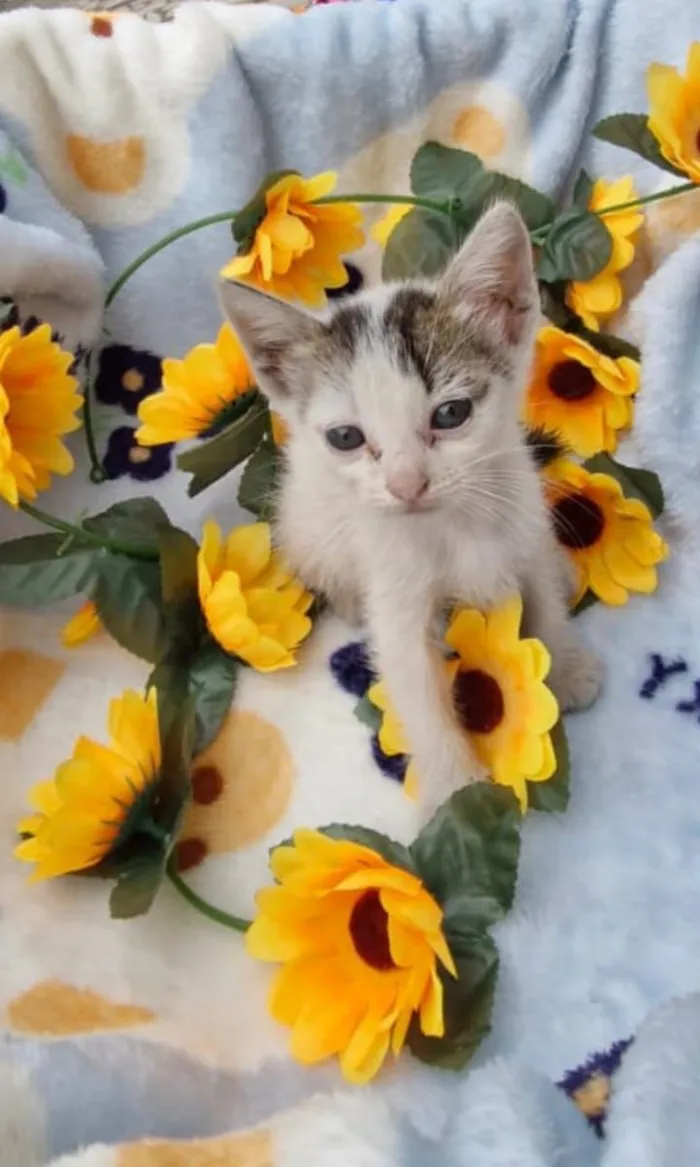 Gato raça SRD-ViraLata idade Abaixo de 2 meses nome Jagger